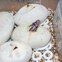 Terráriumi keltetők