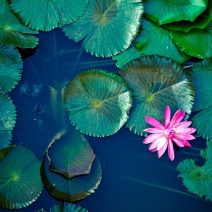 Tavi növényápolás