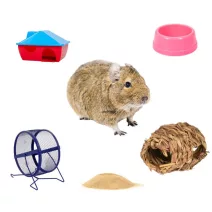 Degu felszerelések és játékok
