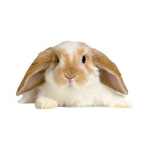 Nyúl - törpenyúl eleség és felszerelés