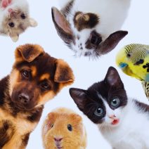 Kisállat eleség és felszerelés