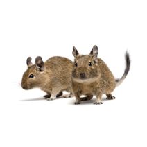 Degu eleség és felszerelés