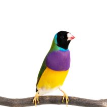 Díszmadár eleség és felszerelés