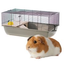 Tengerimalac ketrecek