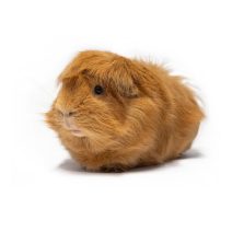 Tengerimalac eleség és felszerelés