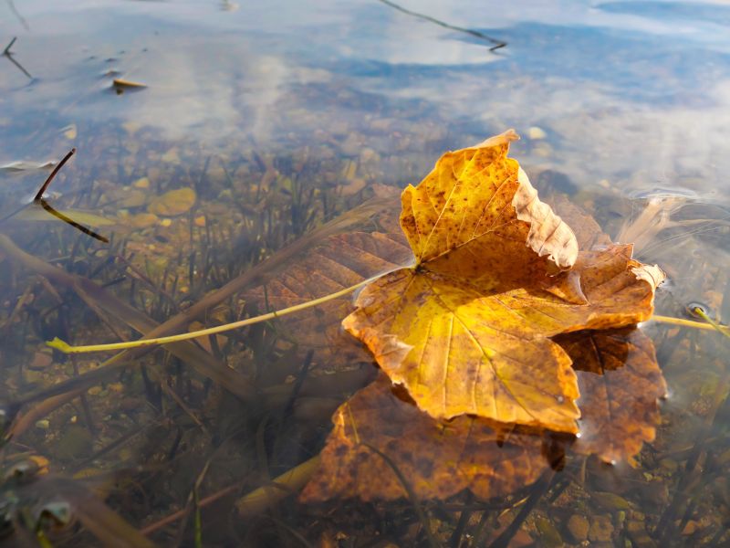 Kerti tó ősz