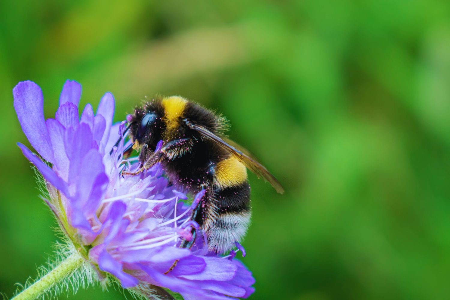 8 bevált módszer a méhbarát kert létrehozásához