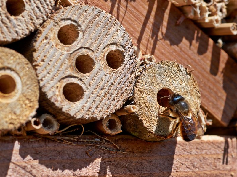 Kőműves méh