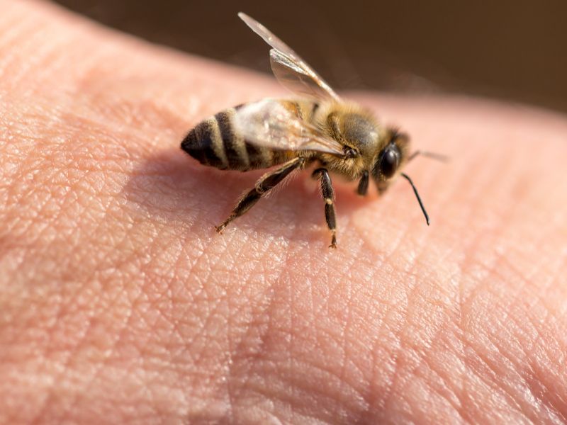 A méhek ritkán csípnek