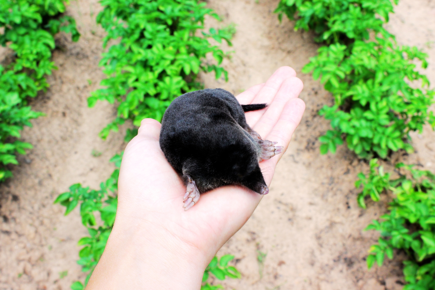 Vakond és pocok a kertben