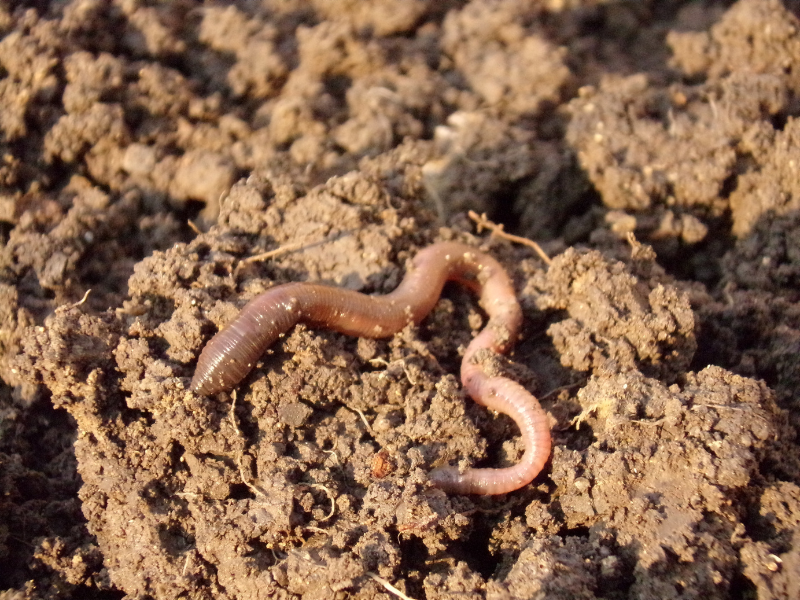 foldigiliszta