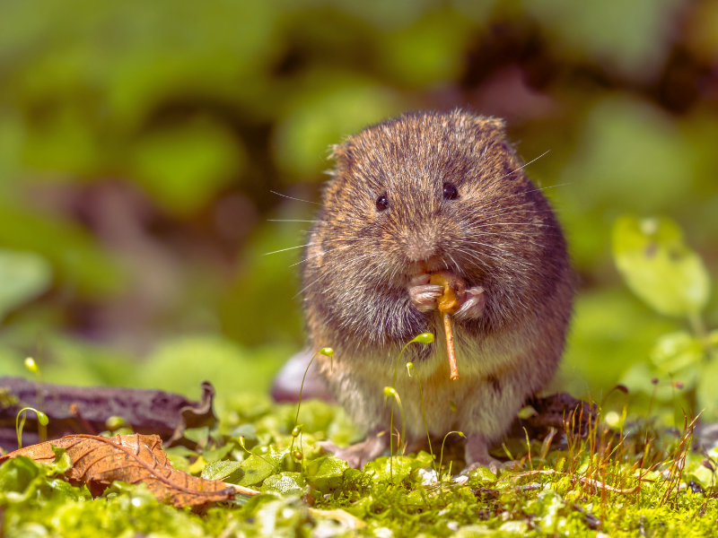 pocok_fűben